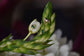 14K Frog Stud